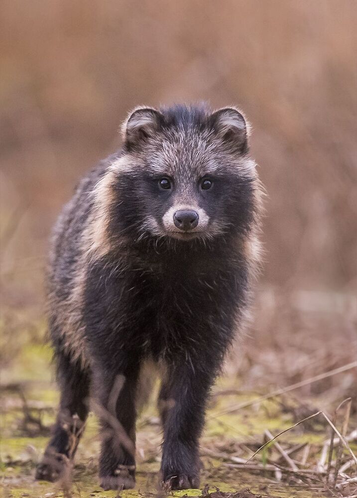 Енотовидная собака