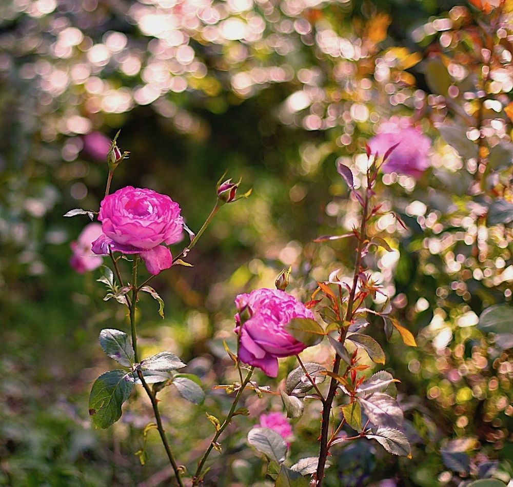 Rose