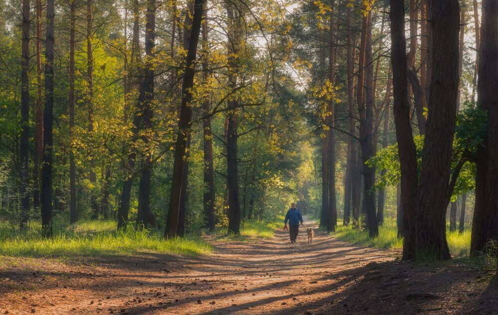 Утро в лесу, весна