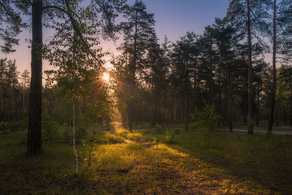 Утро в лесу, весна
