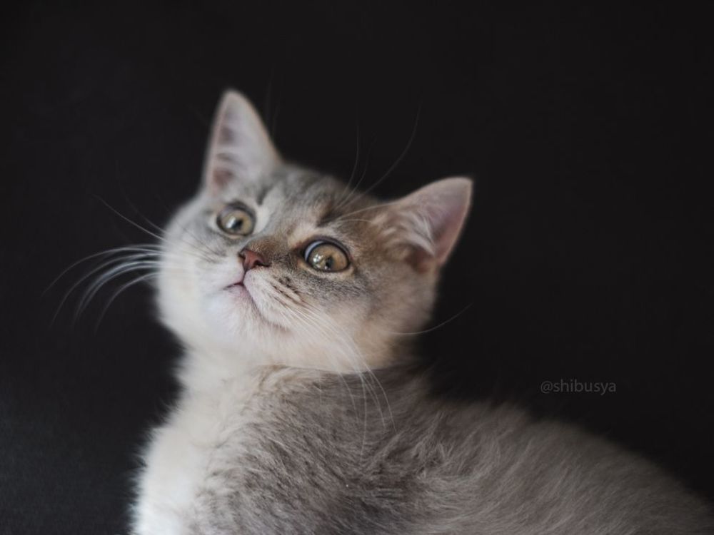 Shibusya Neko