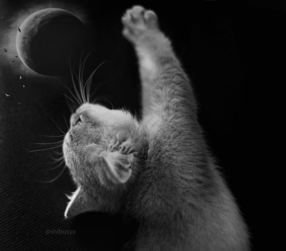 Shibusya Neko
