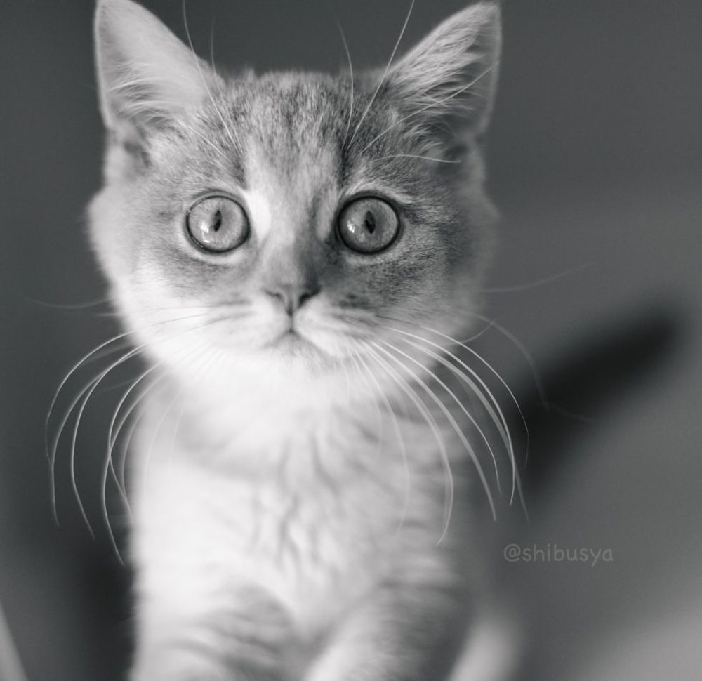 Shibusya Neko
