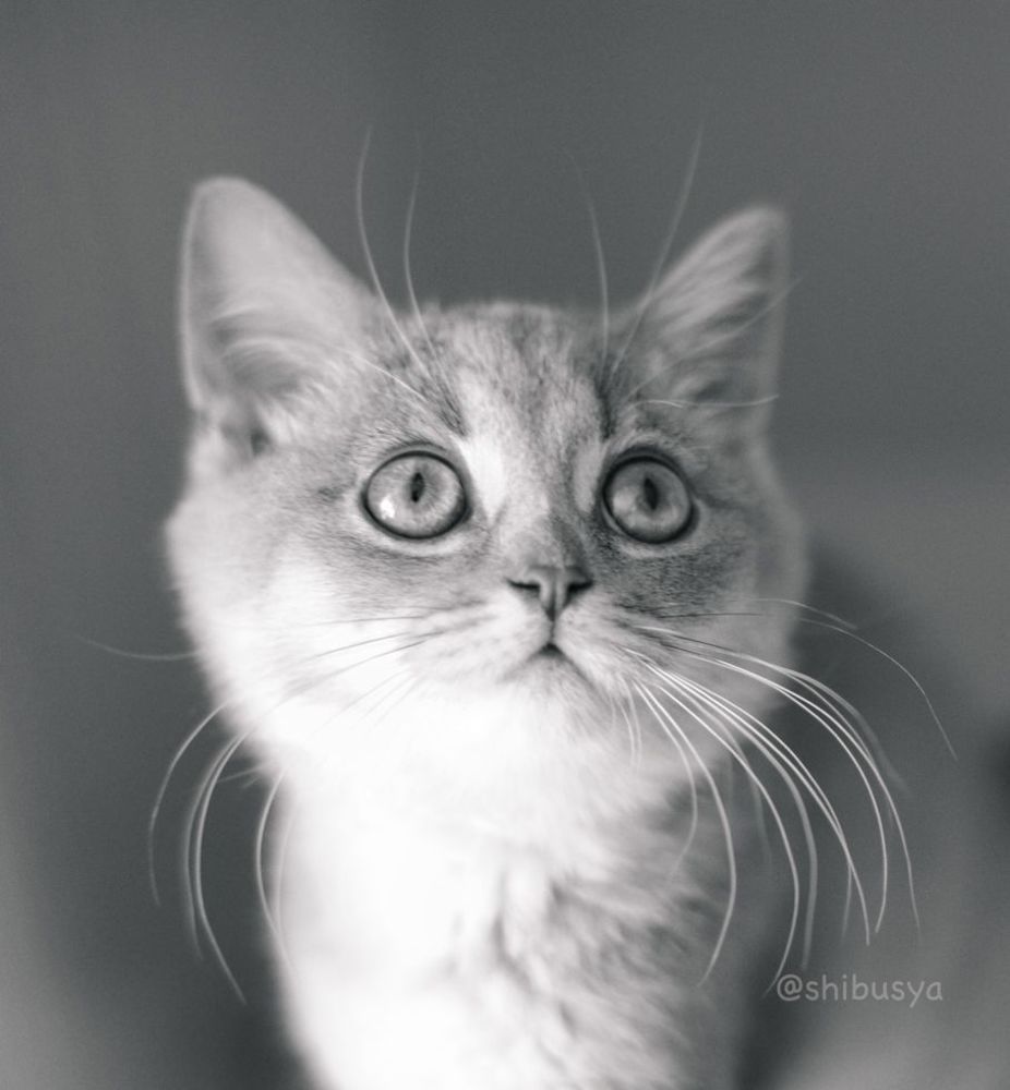 Shibusya Neko