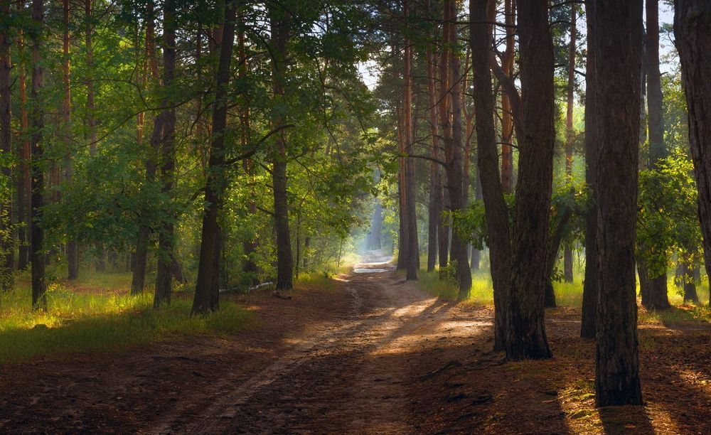 Солнечное утро в лесу