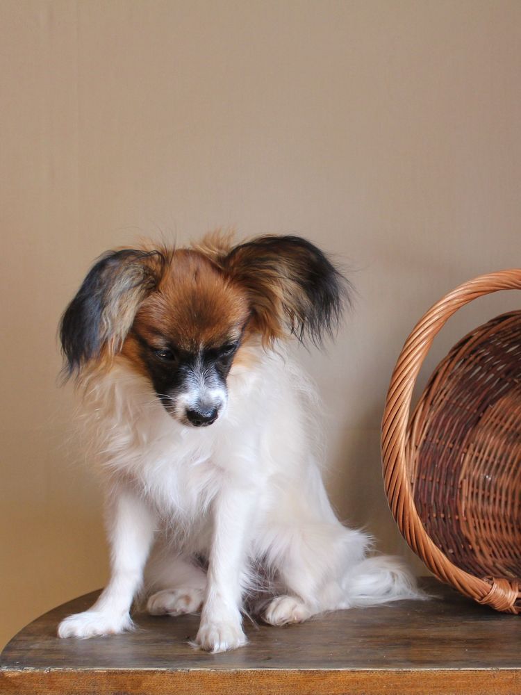 Photo 1155556
