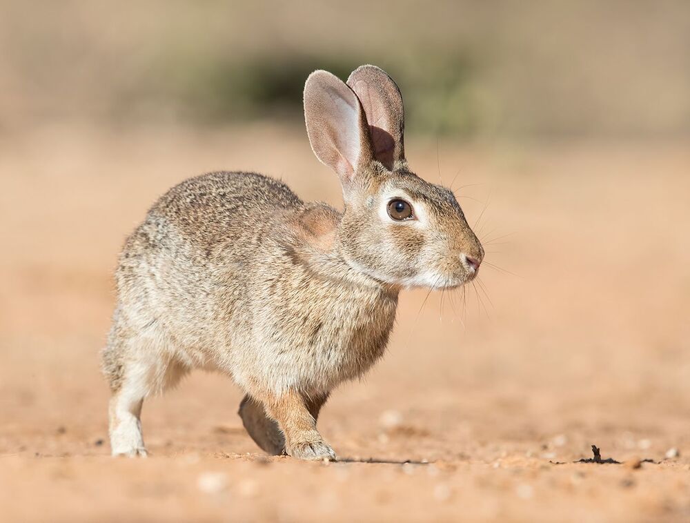 Флоридский кролик - Eastern cottontail
