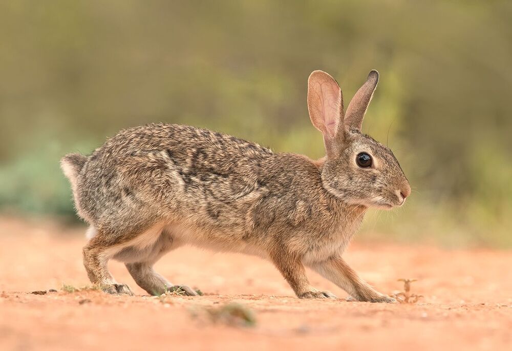 Флоридский кролик - Eastern cottontail