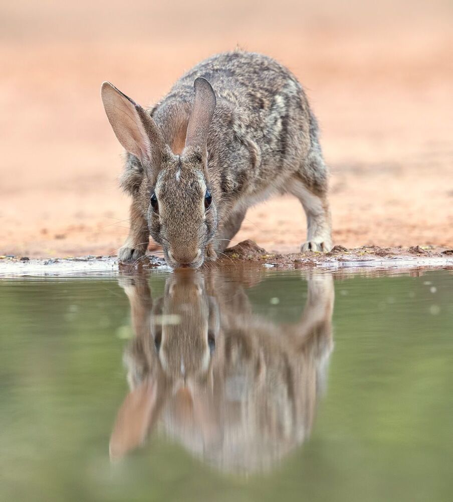 Флоридский кролик - Eastern cottontail