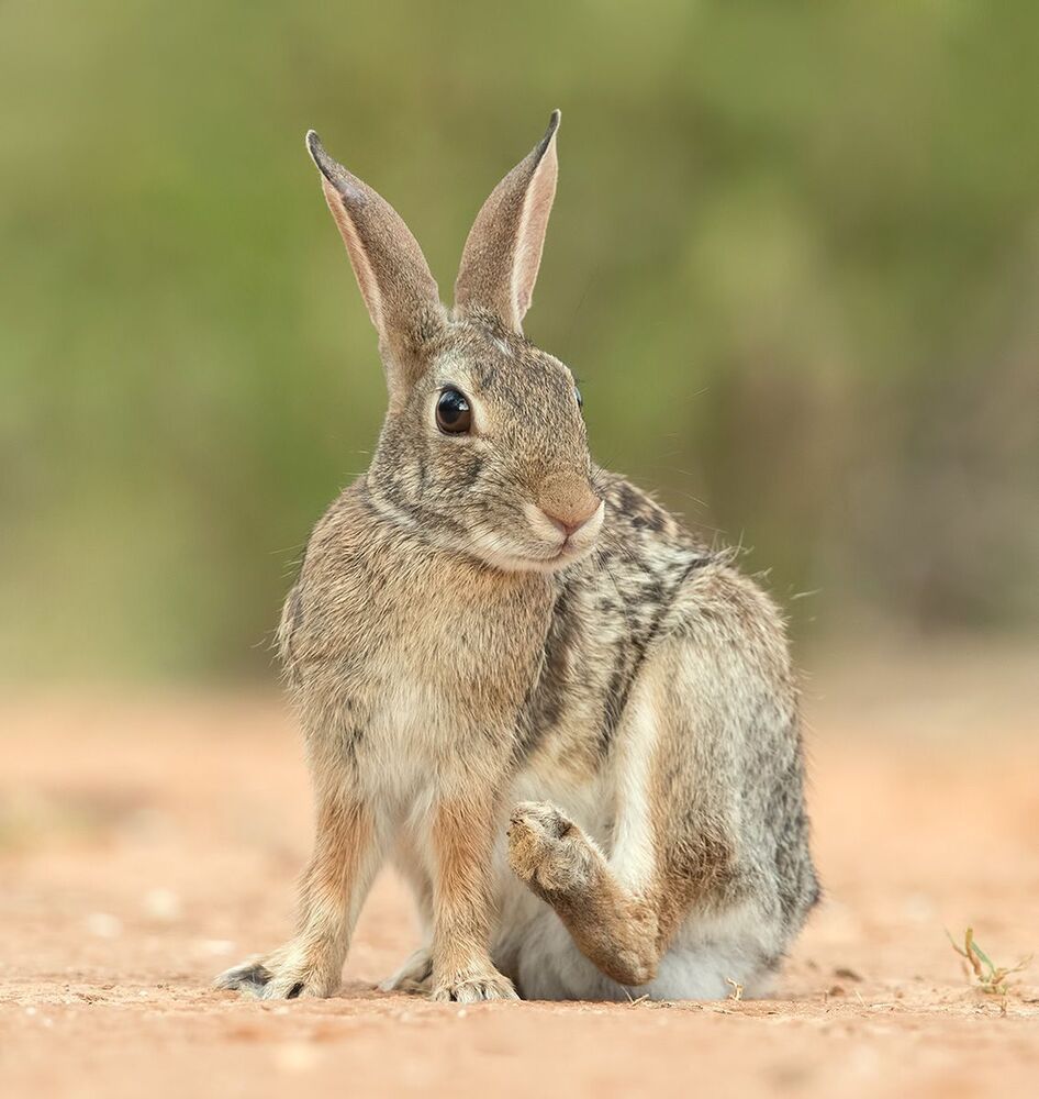 Флоридский кролик - Eastern cottontail