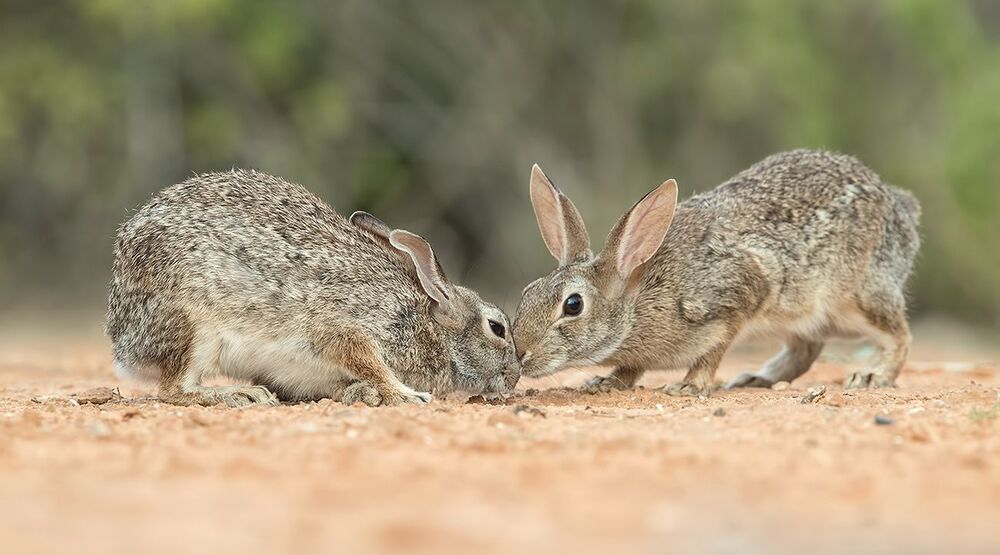 Флоридский кролик - Eastern cottontail