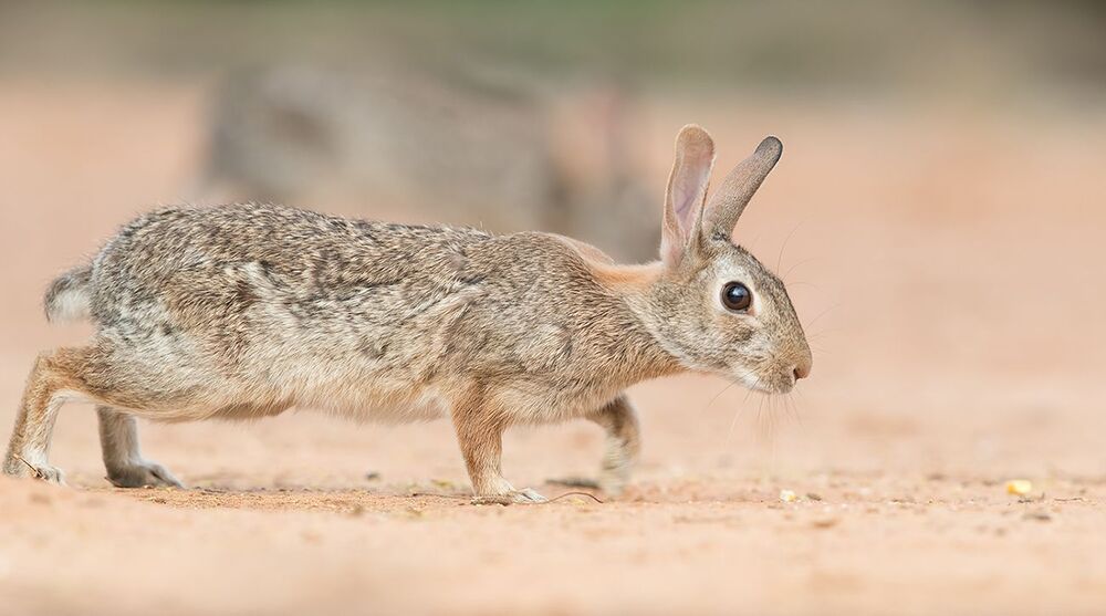 Флоридский кролик - Eastern cottontail
