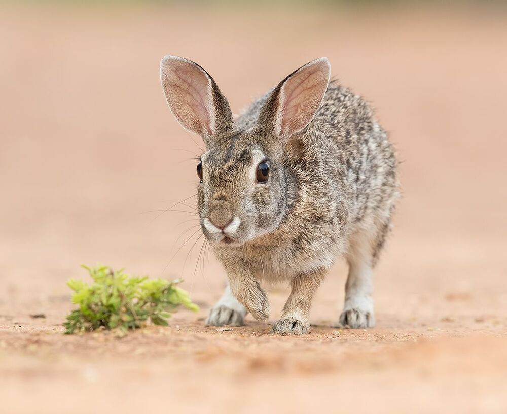 Флоридский кролик - Eastern cottontail