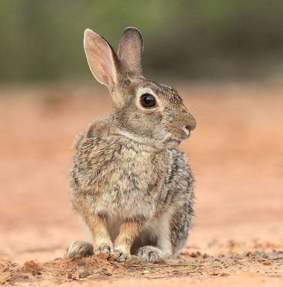 Флоридский кролик - Eastern cottontail