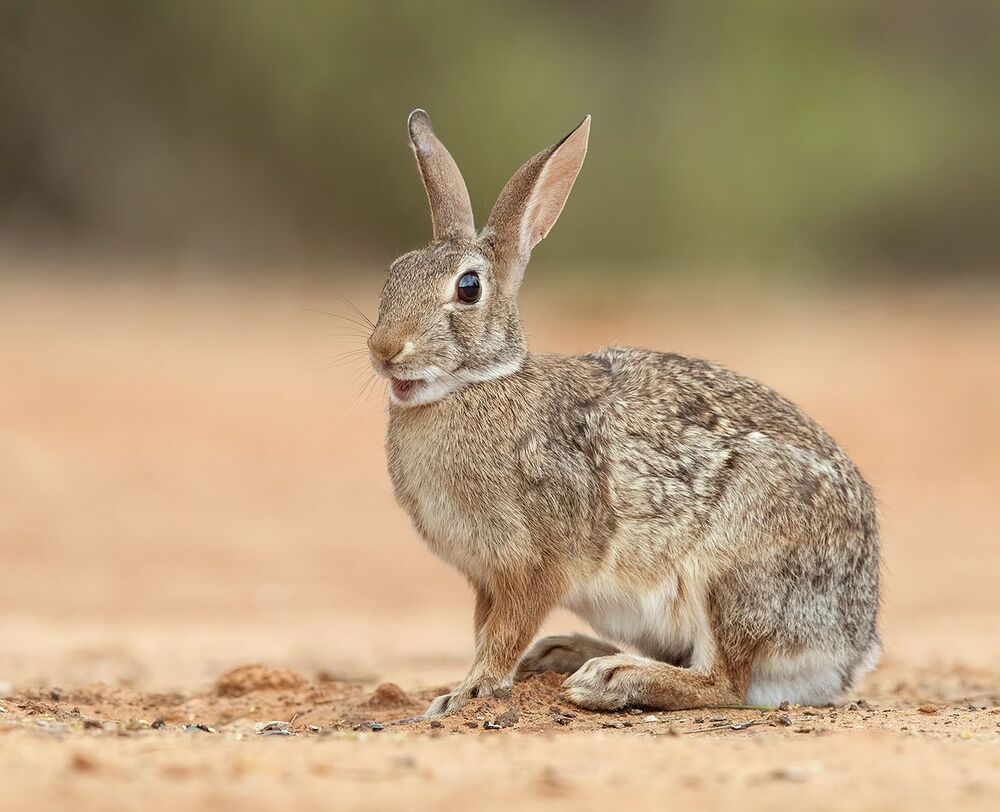 Флоридский кролик - Eastern cottontail