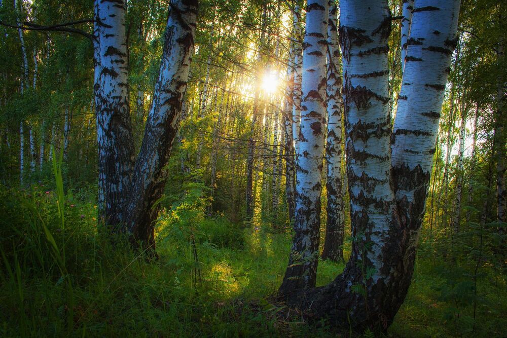По мотивам Шишкина