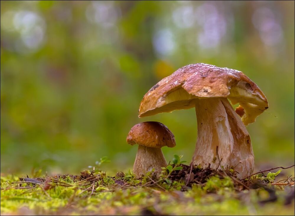 С дедулей)