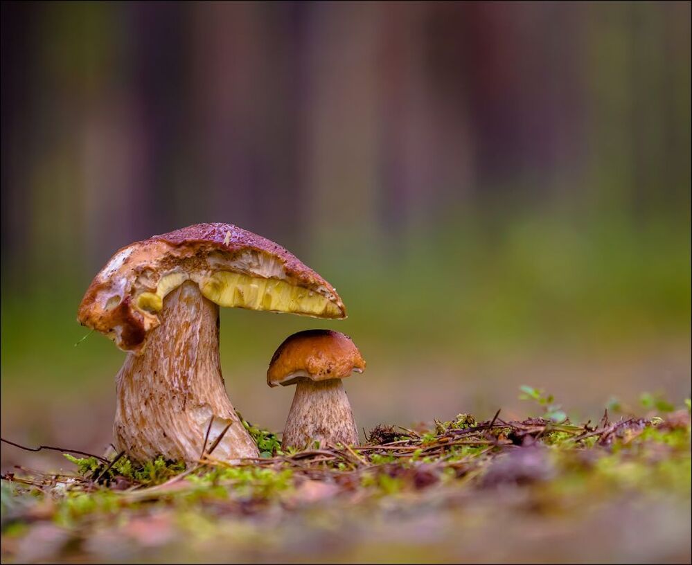 С дедулей)