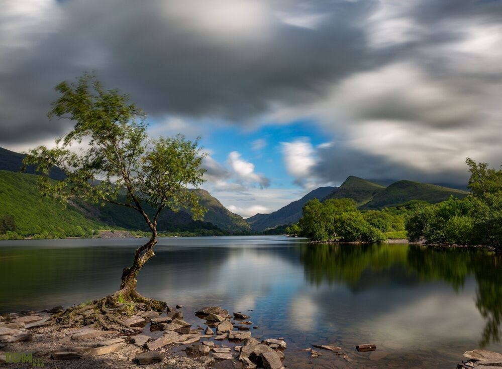 "Summer with a lonely Tree"