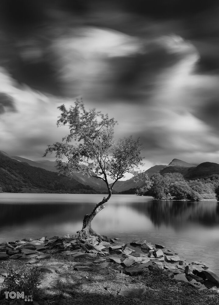 "symmetry of a lonely Tree" B&W edition