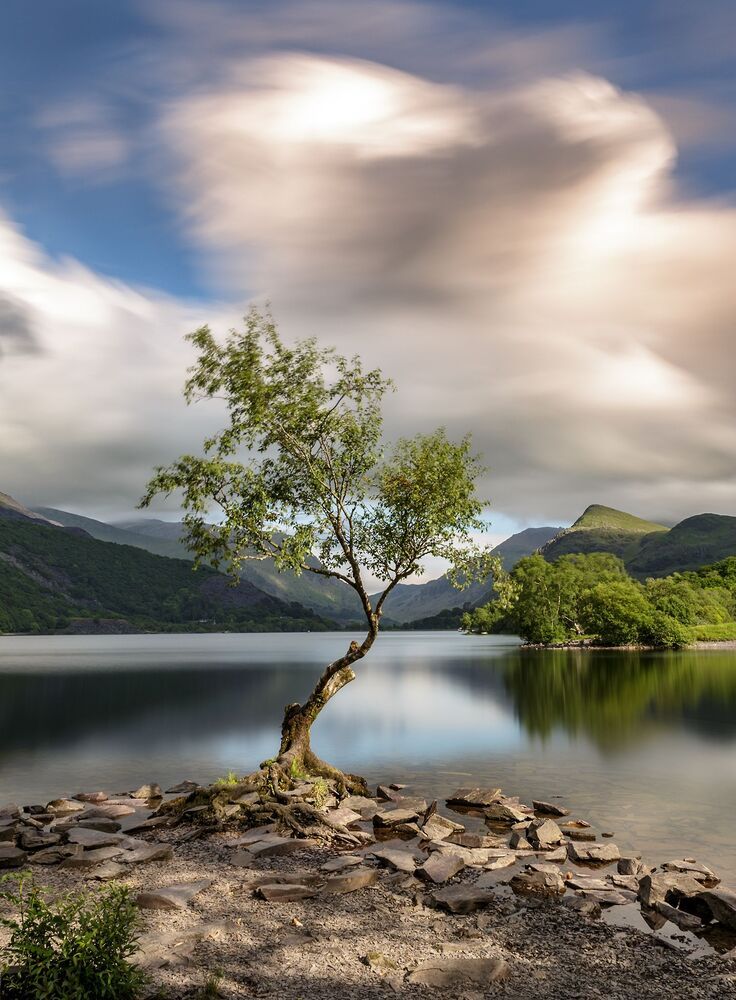 "symmetry of a lonely Tree" colour edition
