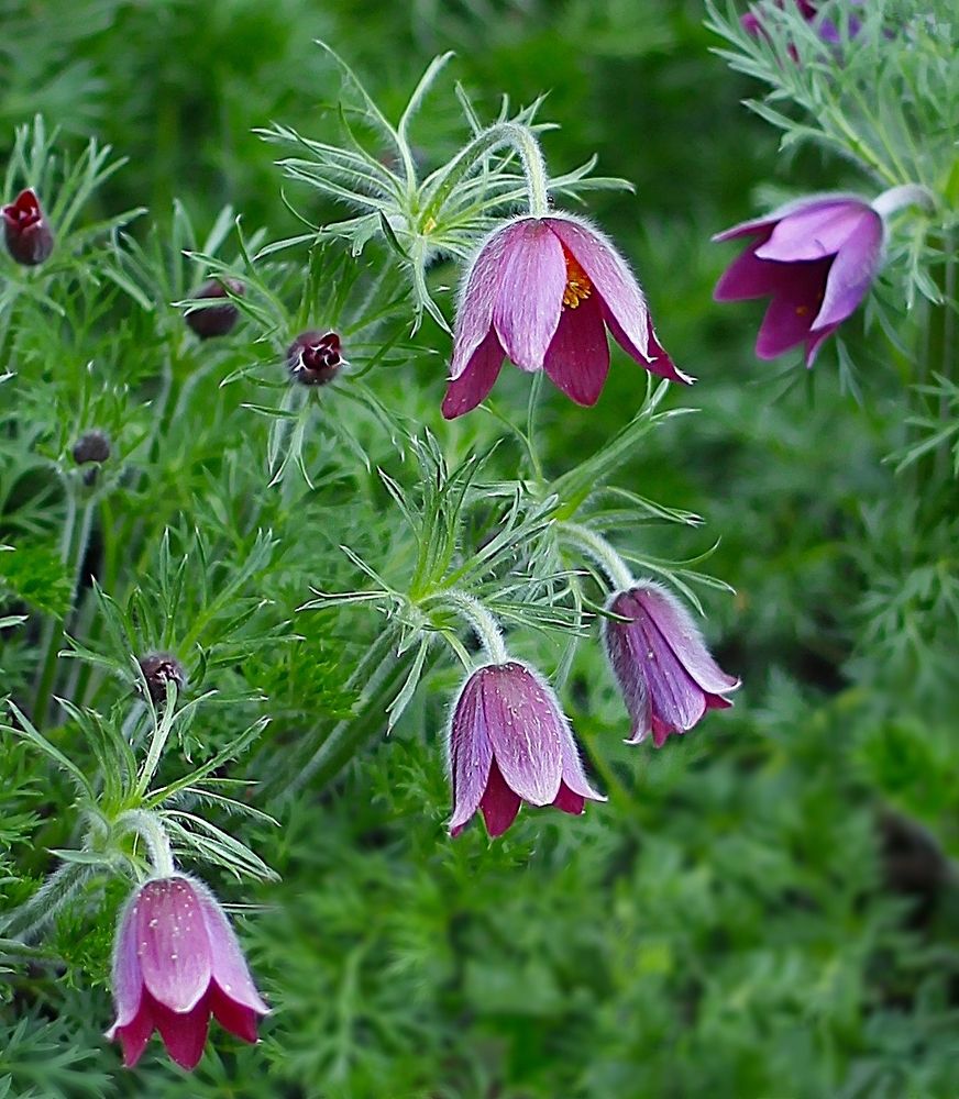 Anemone Patens