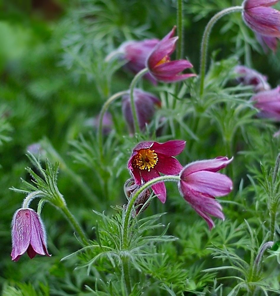 Anemone Patens