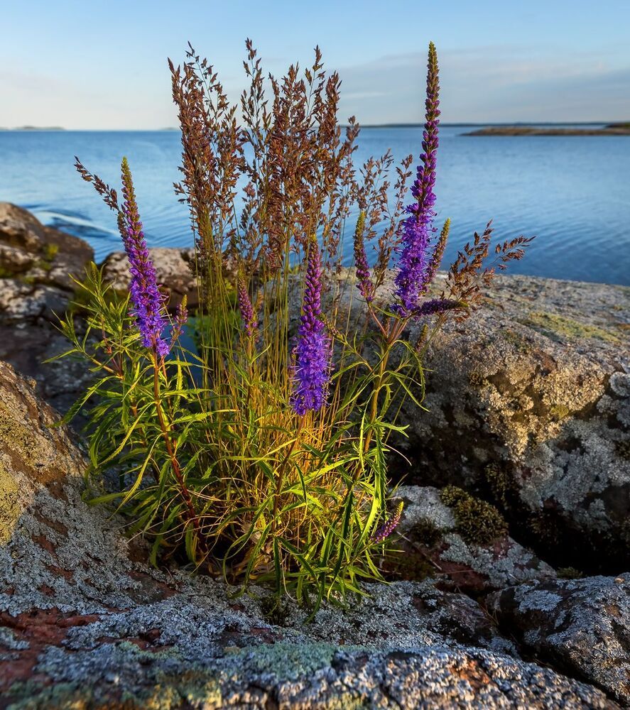 Цветёт вероника длиннолистная (лат. Veronica longifolia) &mdash; многолетнее травянистое растение, вид рода Вероника (Veronica) семейства Подорожниковые (Plantaginaceae).