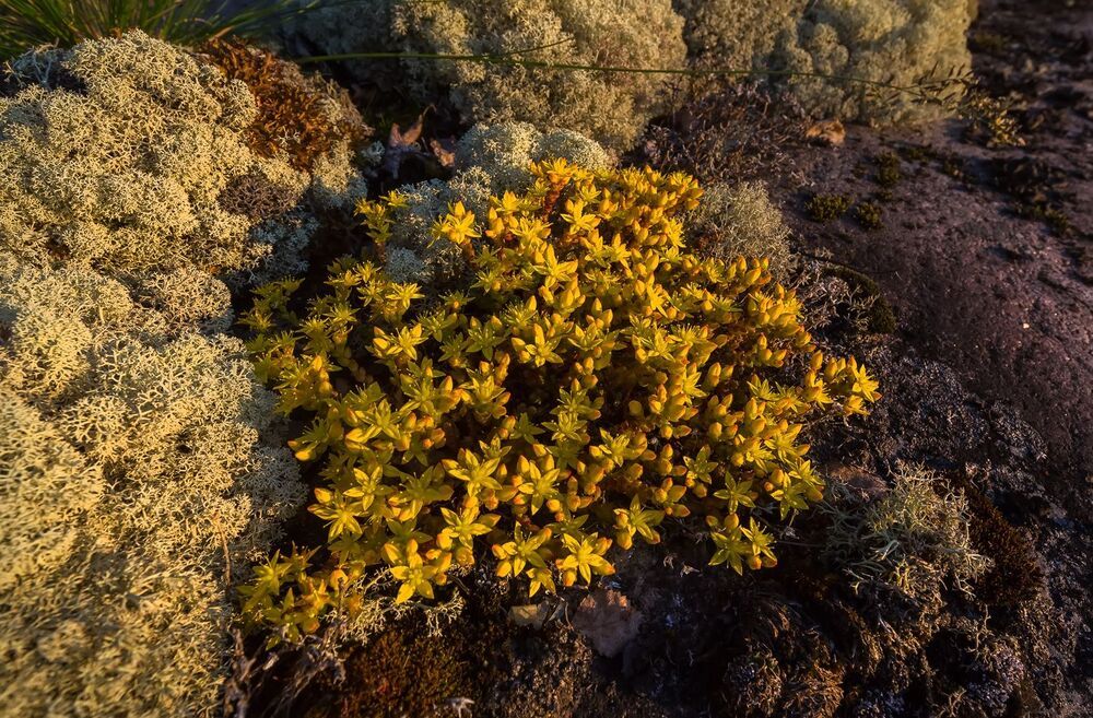Очи́ток едкий (лат. S&eacute;dum &aacute;cre) &mdash; типовой вид рода Очиток семейства Толстянковые (Crassulaceae) и слева ягель, лишайник.