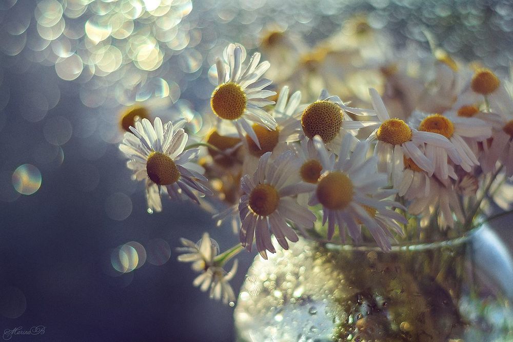 Camomile dreams