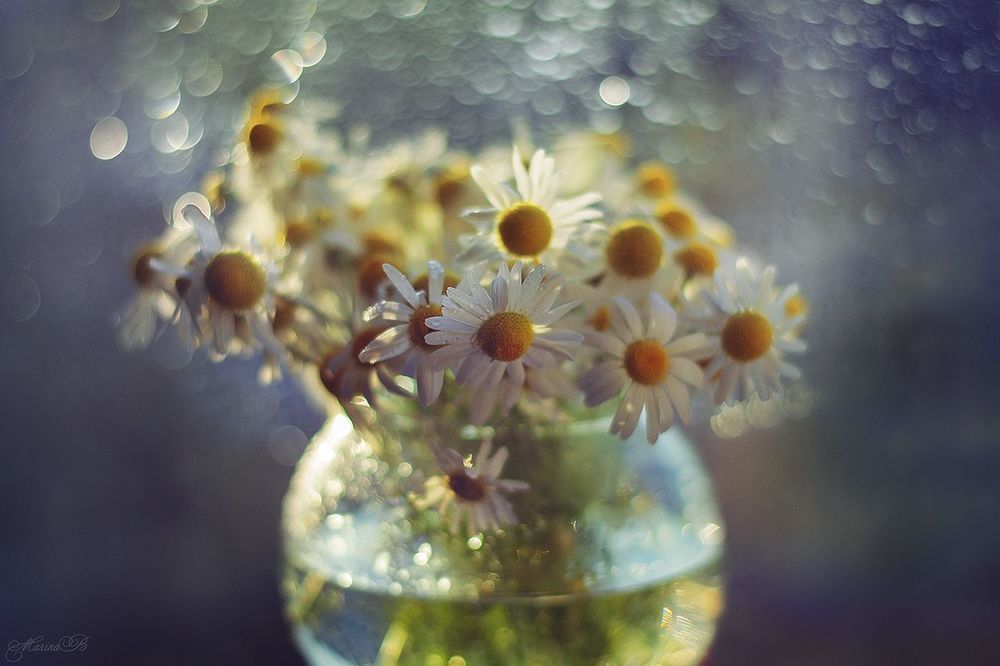 Camomile dreams