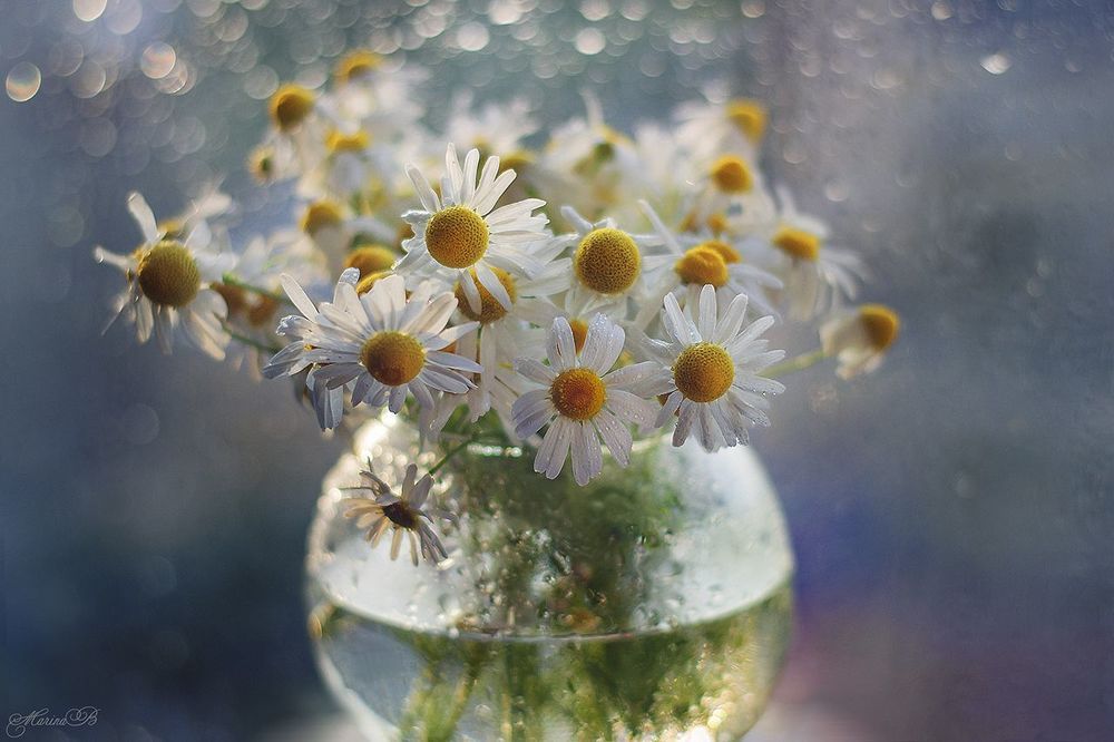 Camomile dreams
