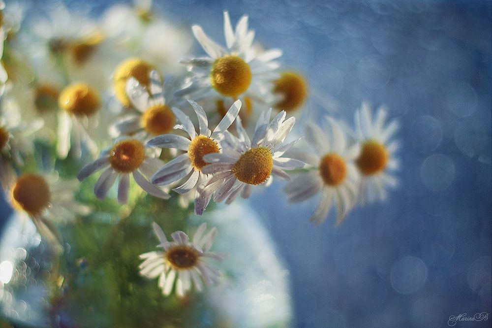 Camomile dreams