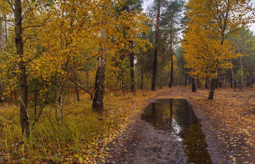 Мокрая осень