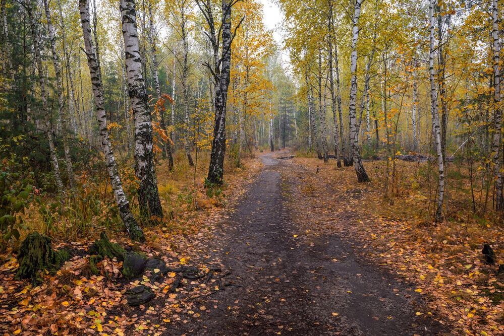 Мокрая осень