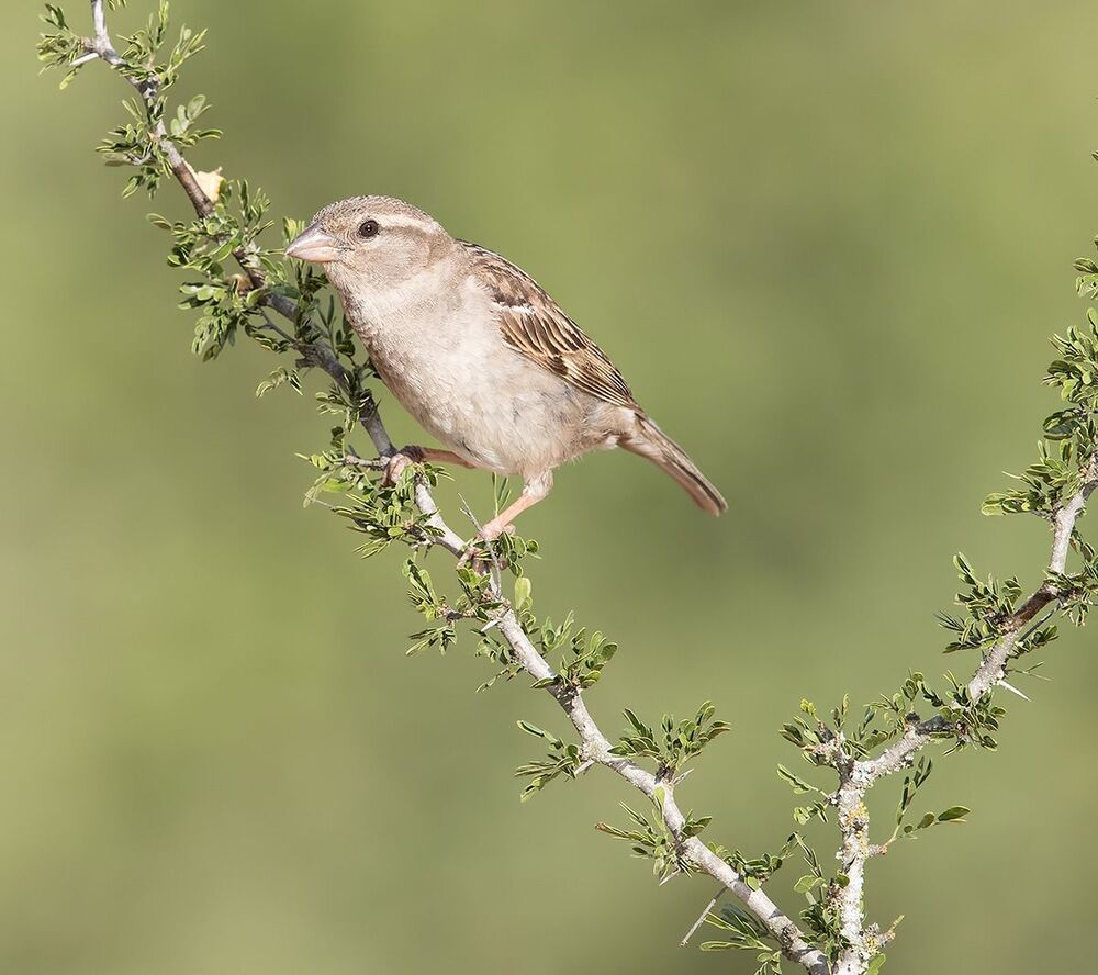 Домовой воробей - House sparrow