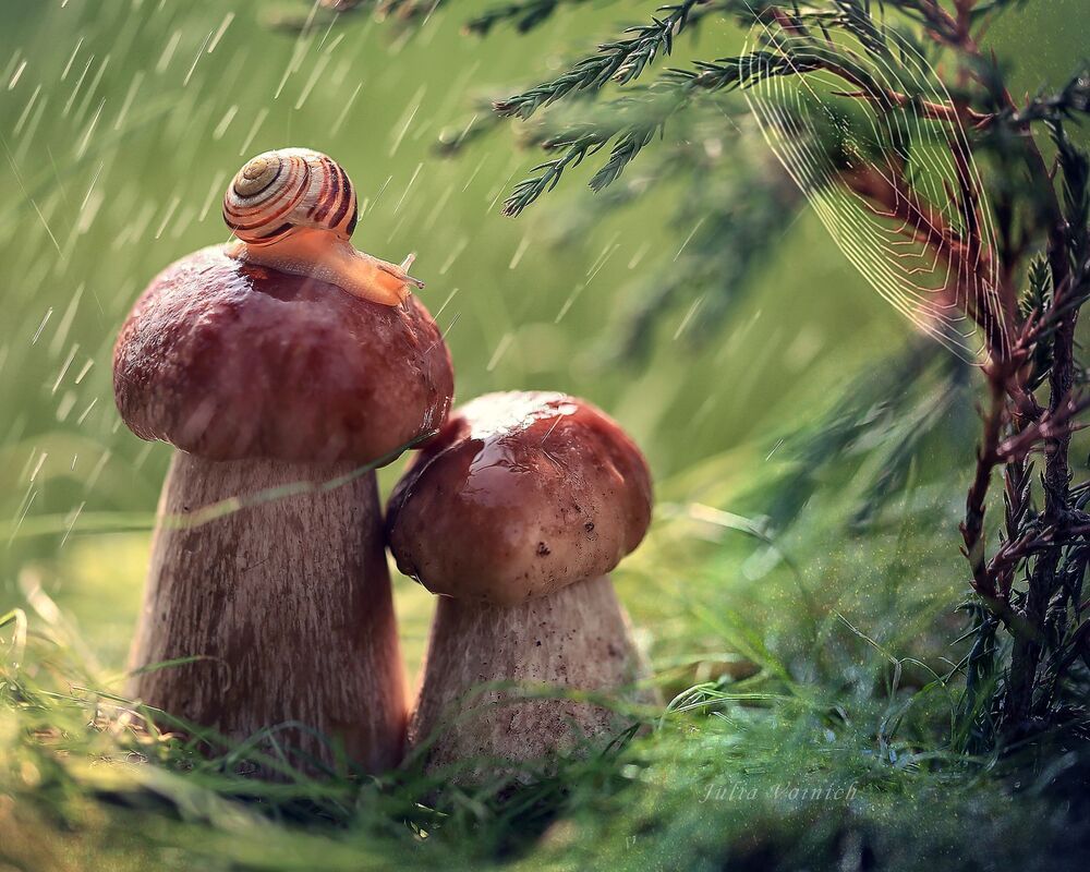 Приключения улитки
