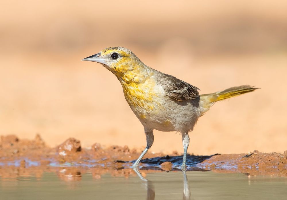Bullock's Oriole female. Иволга или Трупиал  на водопое