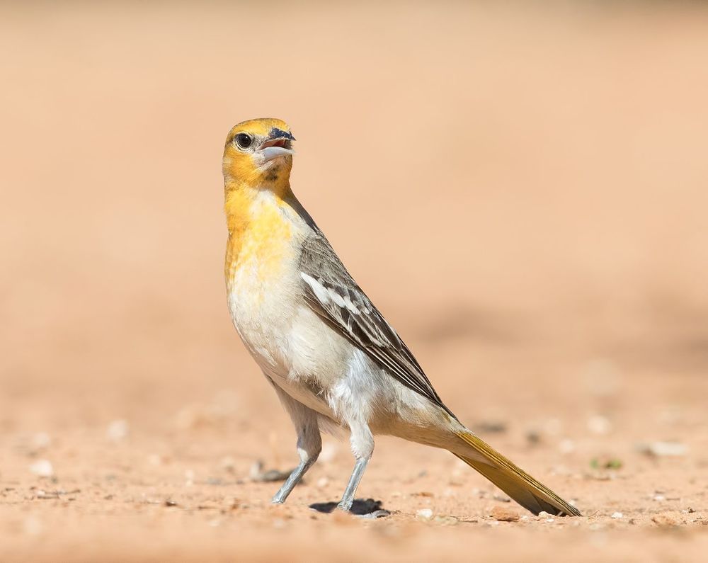 Bullock's Oriole female. Иволга или Трупиал  на водопое