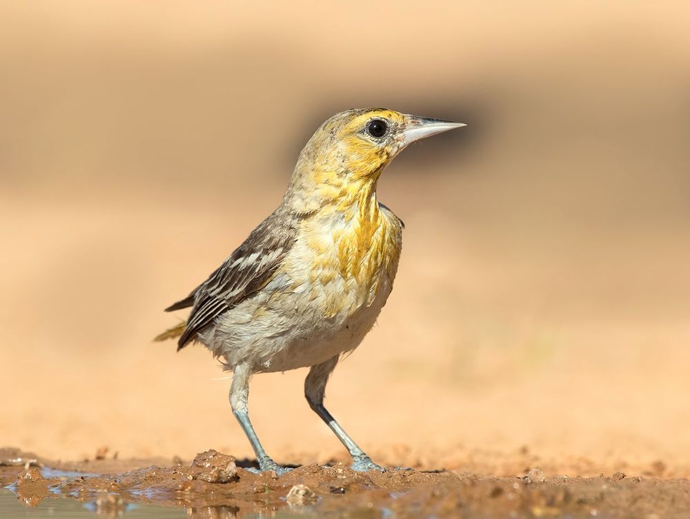 Bullock's Oriole female. Иволга или Трупиал  на водопое
