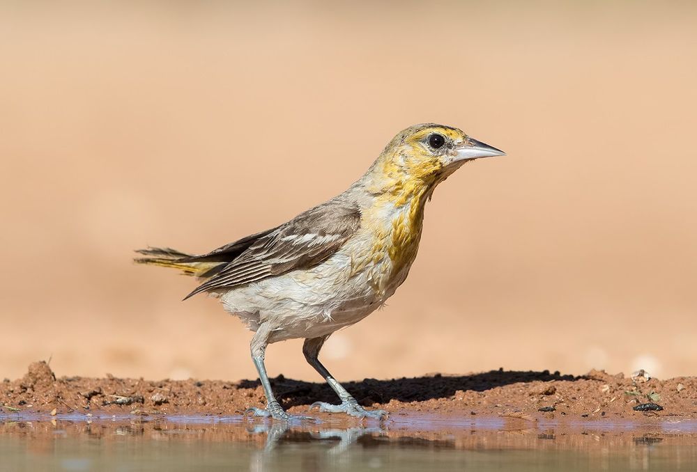 Bullock's Oriole female. Иволга или Трупиал  на водопое