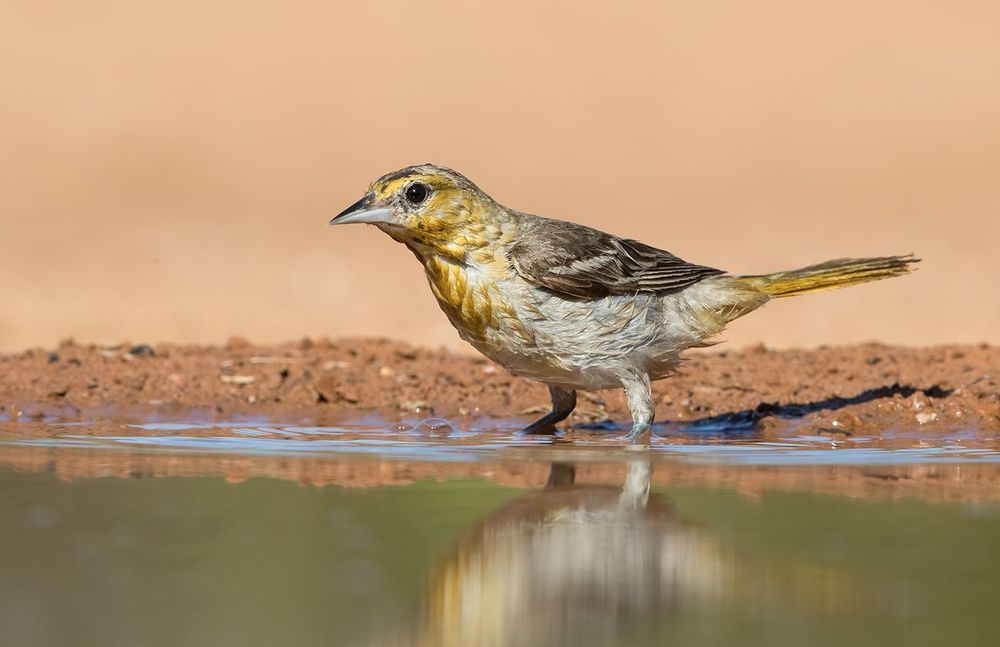 Bullock's Oriole female. Иволга или Трупиал  на водопое