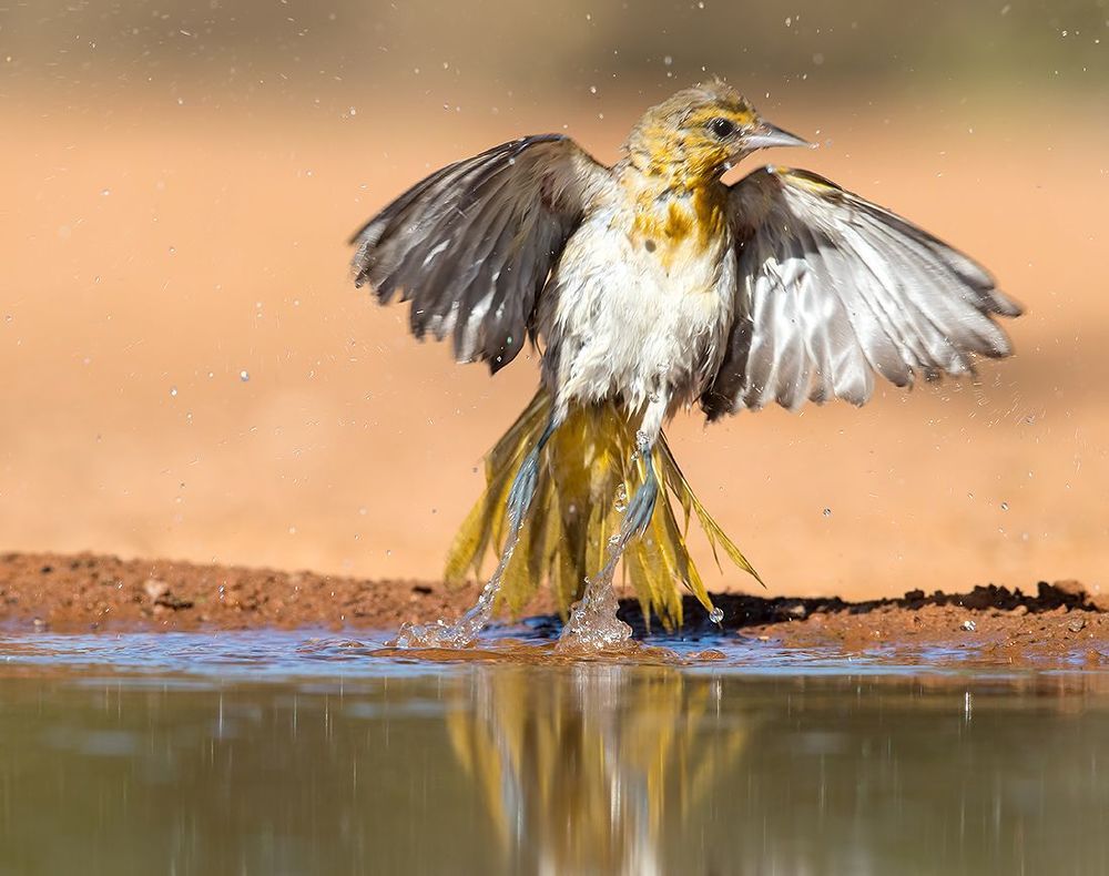 Bullock's Oriole female. Иволга или Трупиал  на водопое