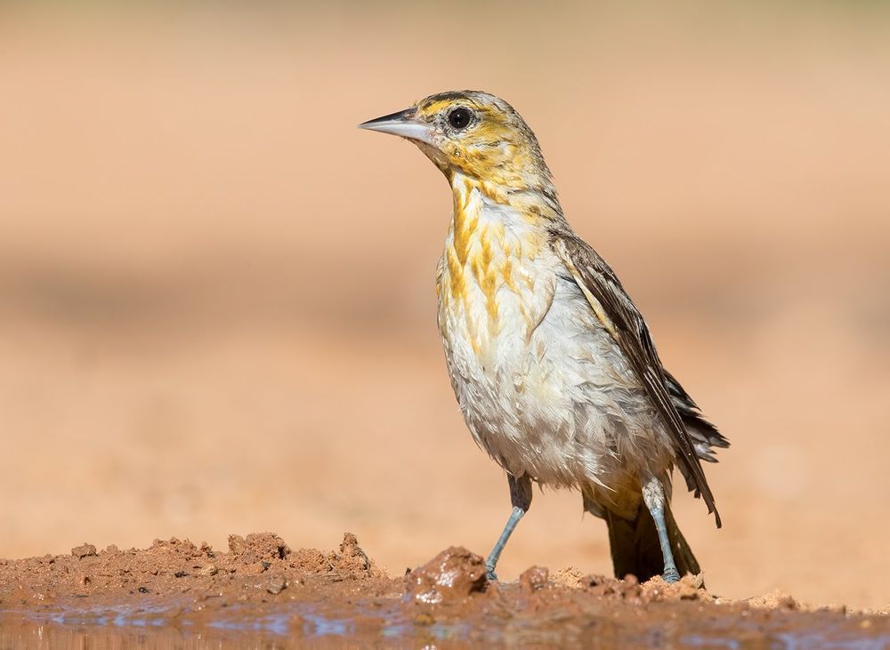 Bullock's Oriole female. Иволга или Трупиал  на водопое