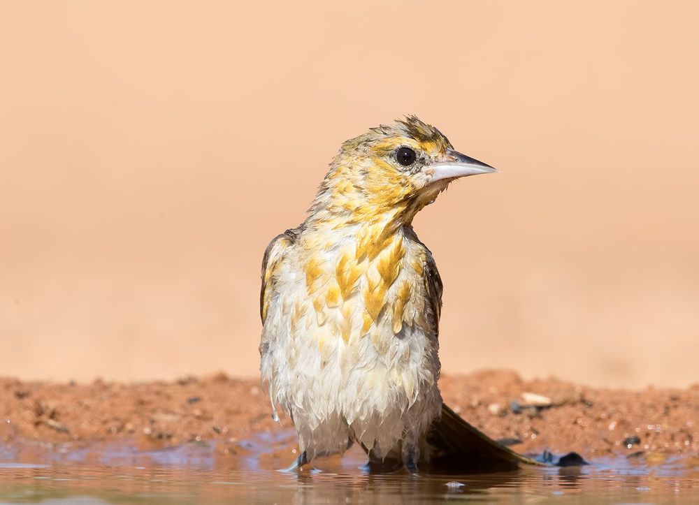 Bullock's Oriole female. Иволга или Трупиал  на водопое