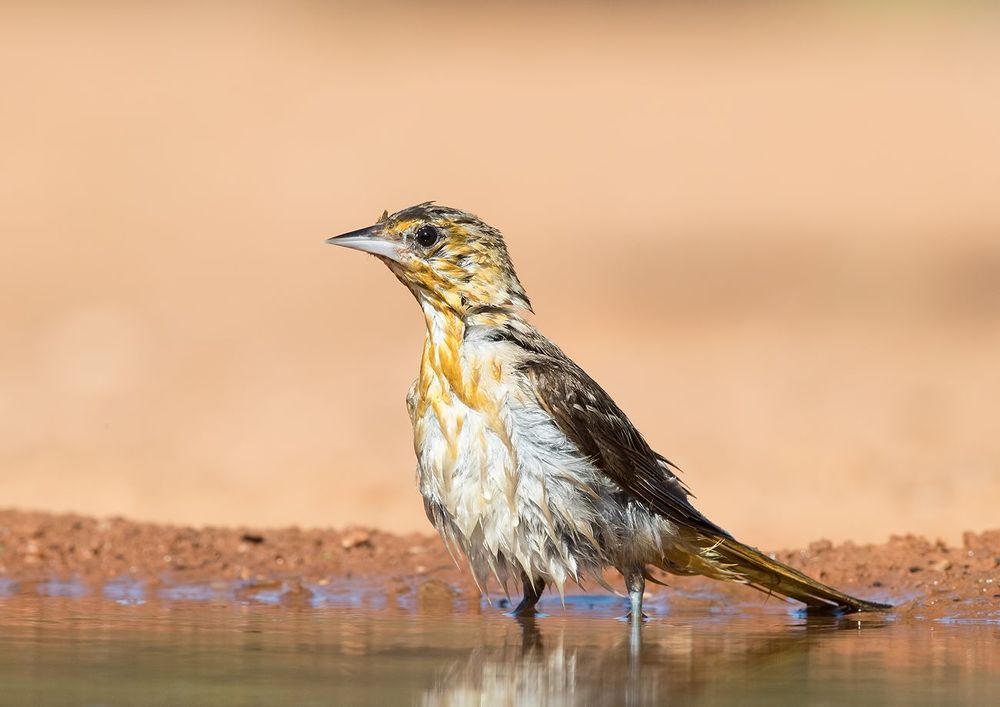Bullock's Oriole female. Иволга или Трупиал  на водопое
