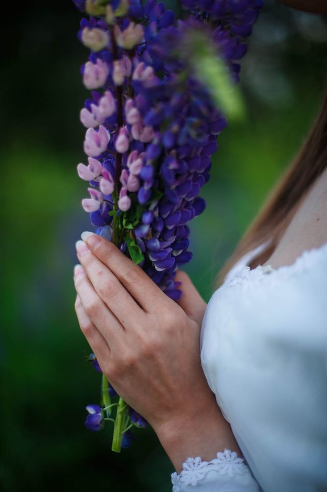 Lupine lover