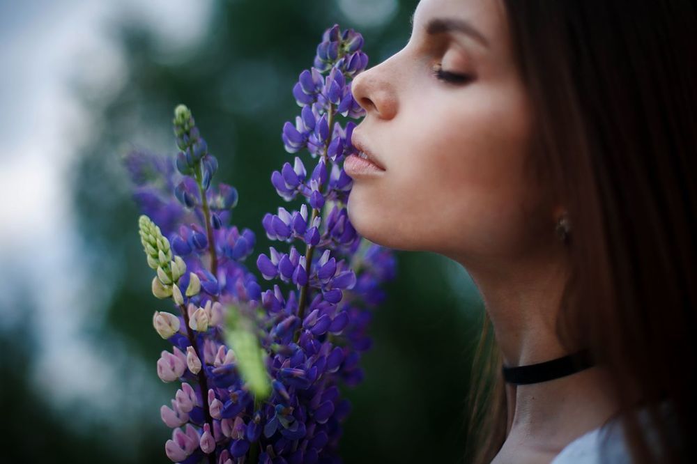 Lupine lover