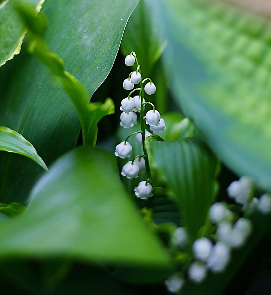 Lily of the valley