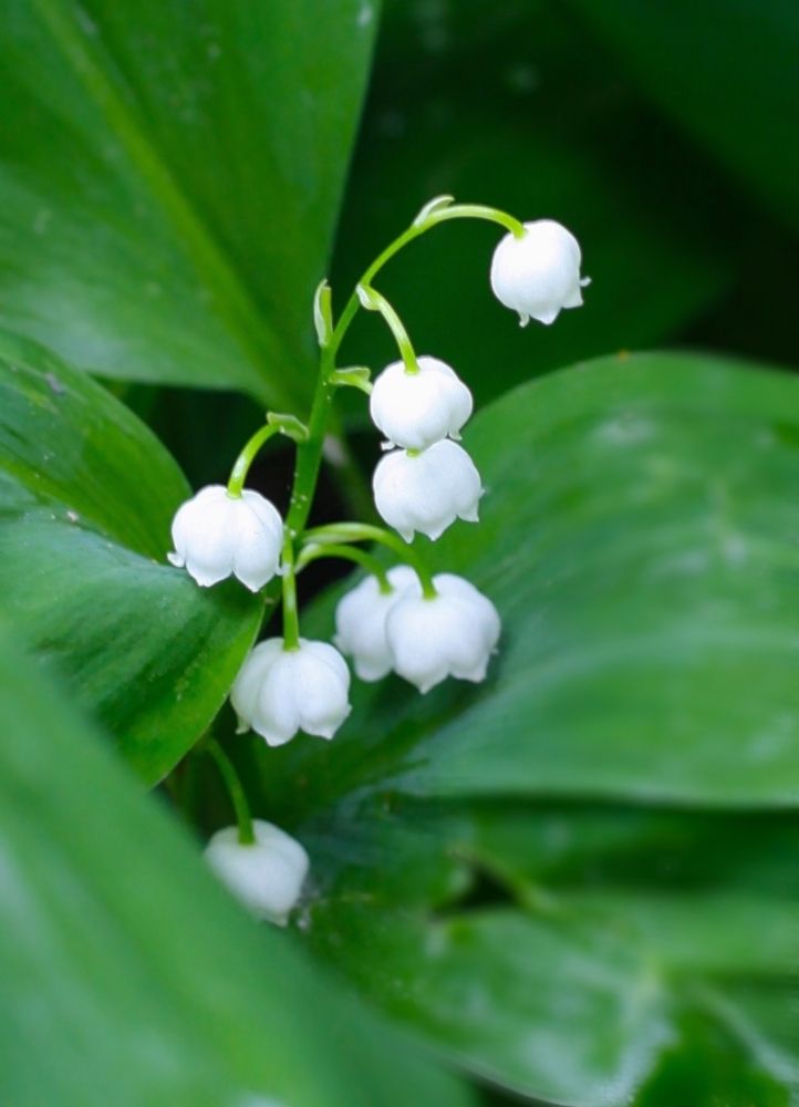 Lily of the valley